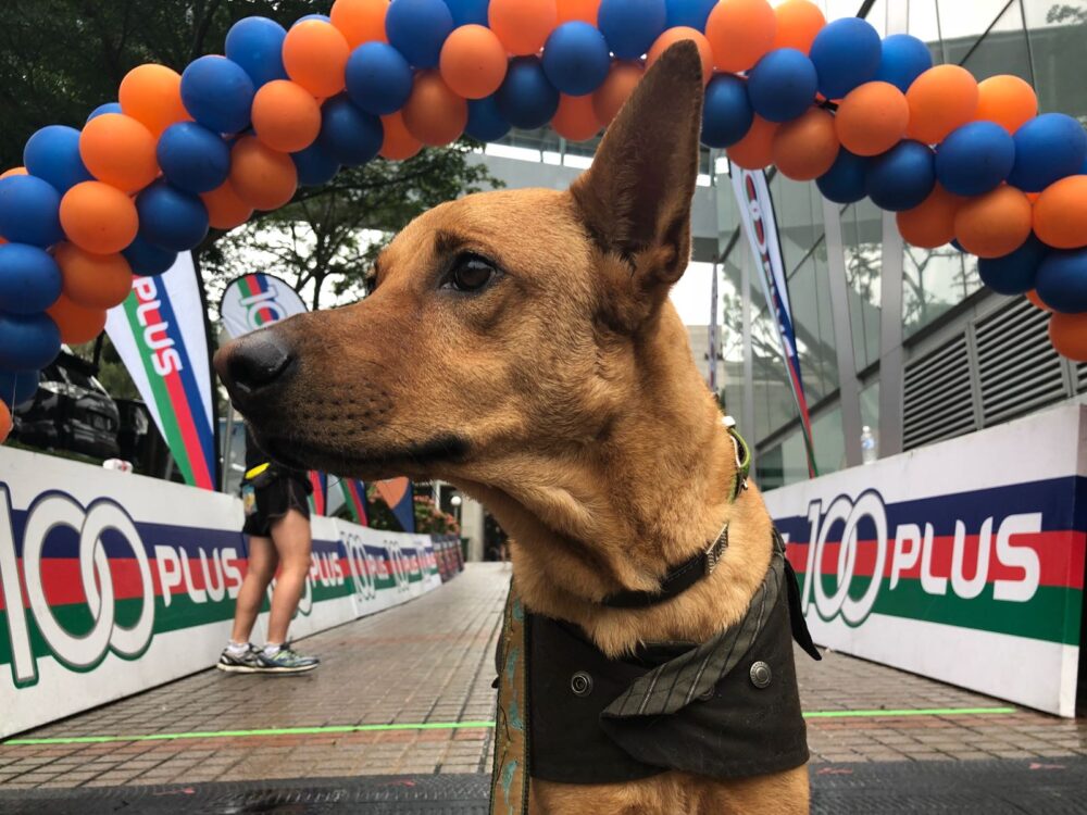 <strong>Joe Havely, Corporate Communications</strong><br>
Scooby is a Singapore Special rescue dog. His favourite pastimes are belly rubs, eating chicken and chasing squirrels.