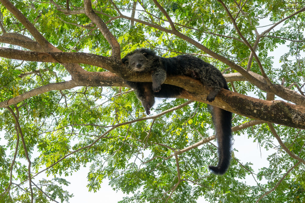 Stock photo of a binturong—an Asian bearcat with a strong tail that can grasp objects. Binturongs also have a distinctive scent that smells like buttered popcorn. Carisa shared that one of the binturongs in the zoo, Jade (not the one in the picture), has a fondness for bananas and sweet talk. (Photo credit: iStock)