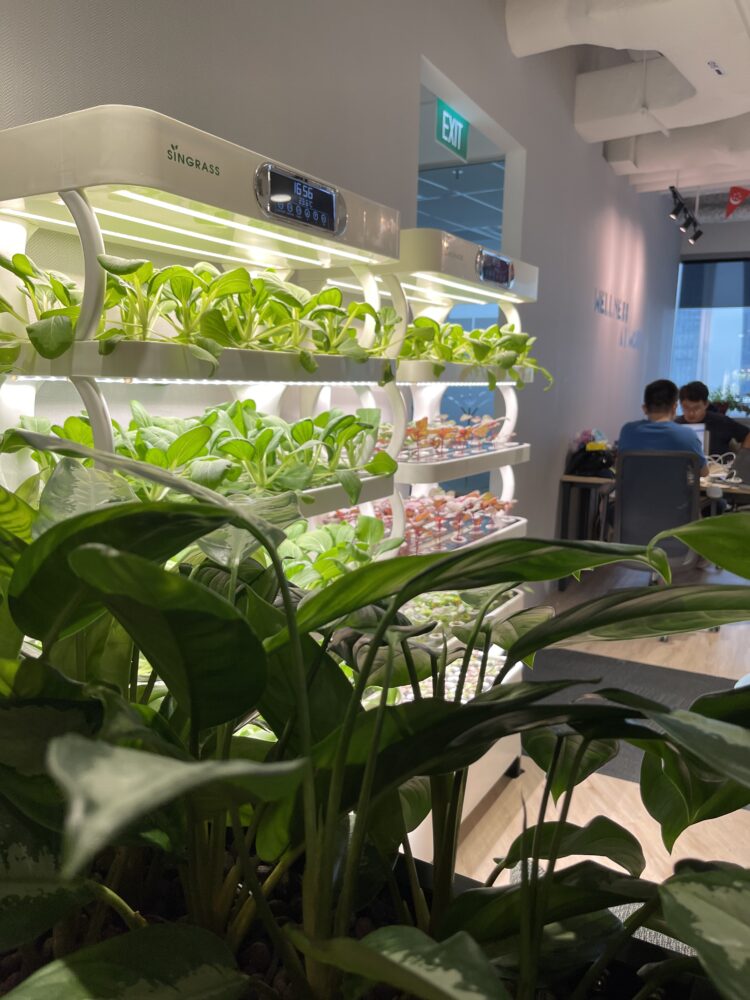 Indoor farms make the process of growing vegetables more sustainable. 